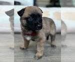 Puppy Puppy 3 Malinois