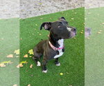 Small #39 American Pit Bull Terrier Mix