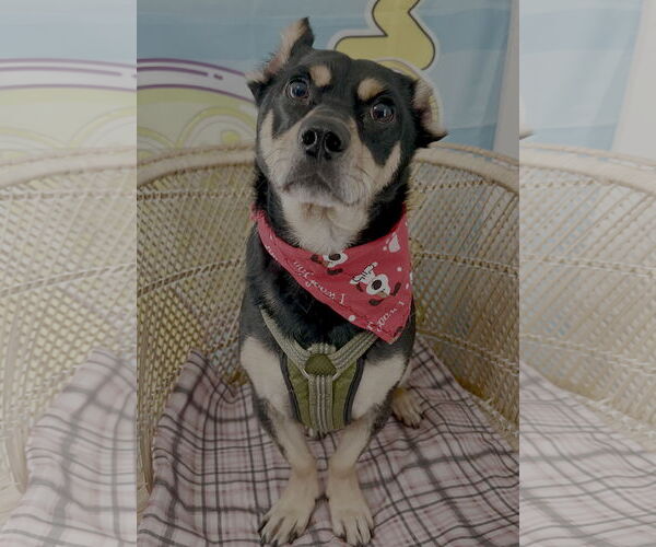 Medium Photo #1 Mutt Puppy For Sale in Bellevue, WA, USA