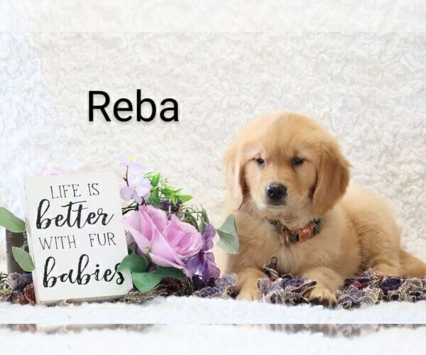 Medium Photo #5 Golden Retriever Puppy For Sale in LOYAL, WI, USA