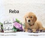 Small Photo #5 Golden Retriever Puppy For Sale in LOYAL, WI, USA