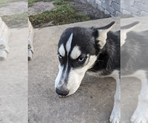 Siberian Husky Dog for Adoption in WASHBURN, Illinois USA