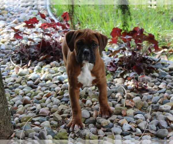 Medium Photo #7 Boxer Puppy For Sale in SHIPSHEWANA, IN, USA