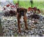 Small #6 Boxer