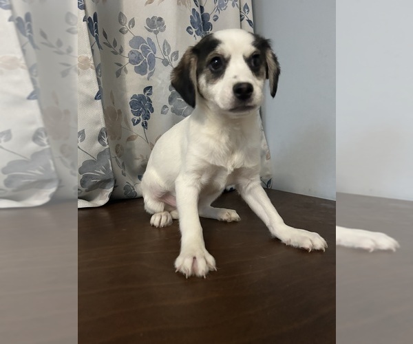 Medium Photo #19 Cockapoo (Miniature) Puppy For Sale in DURHAM, CT, USA