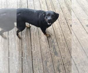 Rottweiler-Unknown Mix Dogs for adoption in San Antonio, TX, USA