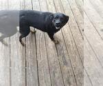 Small Rottweiler Mix