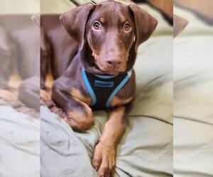 Doberman Pinscher Dogs for adoption in Parlier, CA, USA