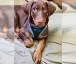 Small Doberman Pinscher