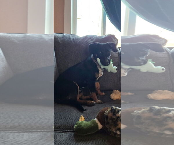 Medium Photo #2 Dachshund-Unknown Mix Puppy For Sale in Denver , CO, USA