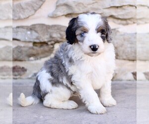 Bernedoodle (Miniature) Puppy for sale in NEW HOLLAND, PA, USA