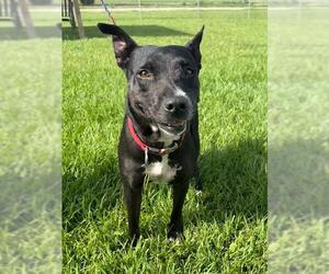 Labrador Retriever-Unknown Mix Dogs for adoption in Rosenberg, TX, USA