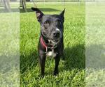 Small Labrador Retriever Mix
