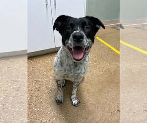 Mutt Dogs for adoption in Skokie, IL, USA