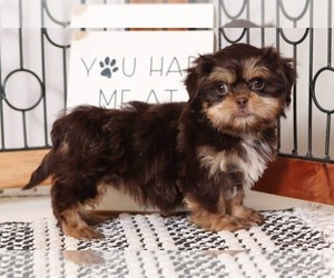 Shih Tzu Puppy for sale in NAPLES, FL, USA