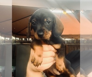 Dachshund Litter for sale in FOUNTAIN VALLEY, CA, USA
