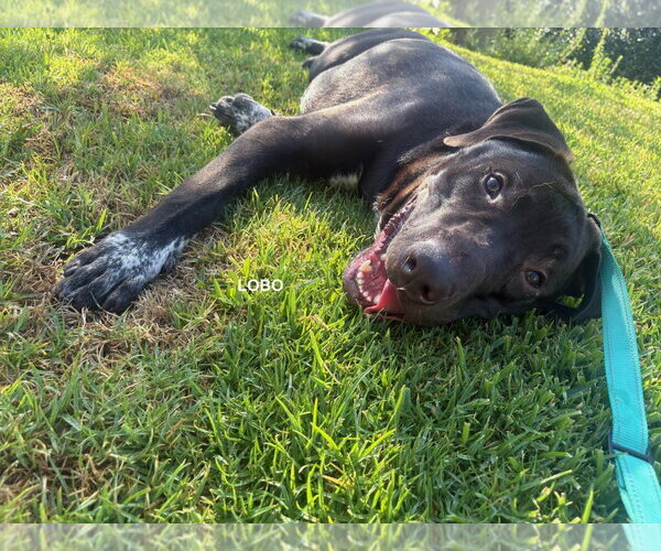 Medium Photo #3 Labrador Retriever-Unknown Mix Puppy For Sale in Woodland Hills, CA, USA