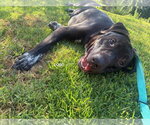 Small #2 Labrador Retriever Mix