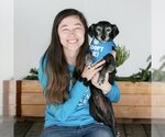 Small Photo #3 Dachshund Puppy For Sale in Pacific Grove, CA, USA