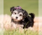 Small #2 Morkie