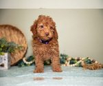 Small Photo #9 Cavapoo Puppy For Sale in DUNDEE, OH, USA