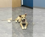Small #1 Mutt