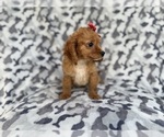 Small #4 Cavapoo (Miniature)
