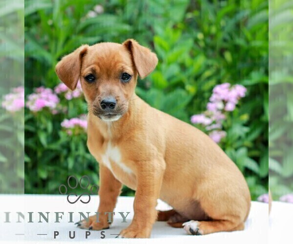 Medium Photo #2 Cavapoo (Miniature)-Jack Russell Terrier Mix Puppy For Sale in EAST EARL, PA, USA