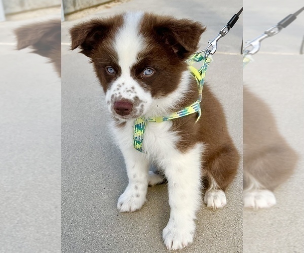 Medium Photo #1 Australian Shepherd Puppy For Sale in POWAY, CA, USA
