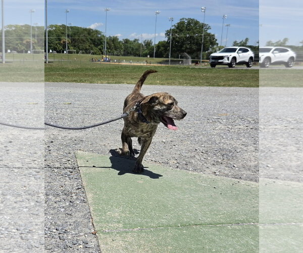 Medium Photo #4 Boxador Puppy For Sale in Rustburg, VA, USA