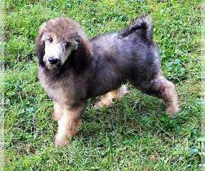 Poodle (Standard) Puppy for sale in CONESTOGA, PA, USA