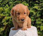 Small #1 Golden Retriever