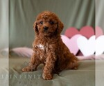 Small #2 Cavapoo (Miniature)