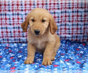 Golden Retriever Puppy for sale in BEDFORD, IN, USA