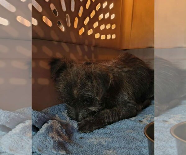 Medium Photo #2 Mutt Puppy For Sale in Grafton, WI, USA