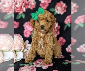 Cocker Spaniel-Poodle (Miniature) Mix Puppy for sale in KIRKWOOD, PA, USA