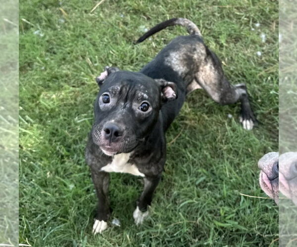 Medium Photo #1 Mutt Puppy For Sale in Evansville, IN, USA