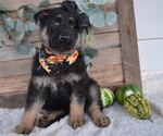 Small Photo #6 German Shepherd Dog Puppy For Sale in HONEY BROOK, PA, USA