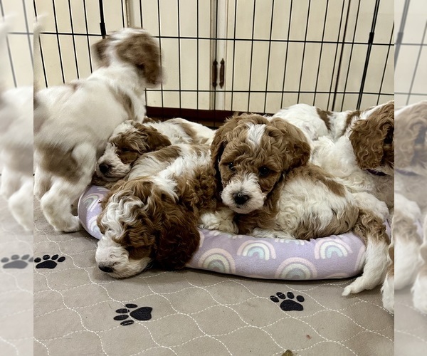 Medium Photo #2 Goldendoodle Puppy For Sale in SHERMAN, TX, USA