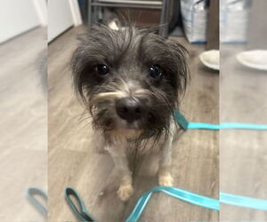 Pomeranian-Unknown Mix Dogs for adoption in Stanhope, NJ, USA