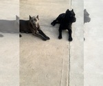 Small Photo #4 Cane Corso Puppy For Sale in MEMPHIS, TN, USA