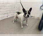 Small Boston Terrier Mix