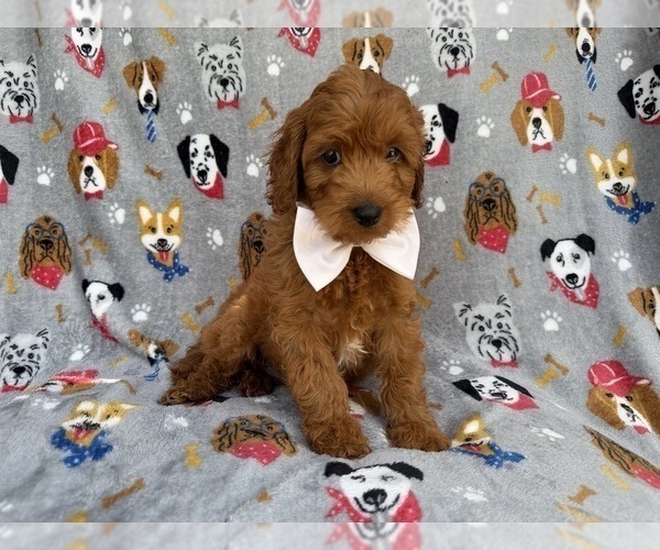 Medium Photo #5 Cavapoo (Miniature) Puppy For Sale in LAKELAND, FL, USA