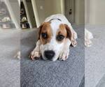 Small #2 Mutt