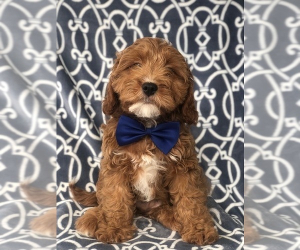 Medium Photo #1 Cavapoo Puppy For Sale in LAKELAND, FL, USA