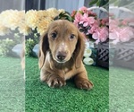 Small #1 Dachshund