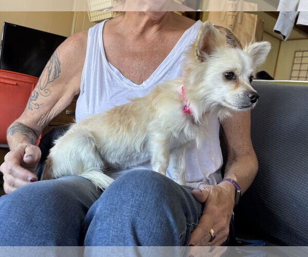 Medium Photo #7 Chihuahua-Unknown Mix Puppy For Sale in Williamsburg, NM, USA