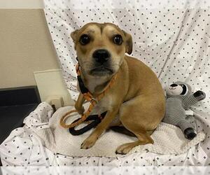 Chihuahua-Unknown Mix Dogs for adoption in Modesto, CA, USA