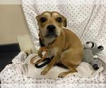 Small Chihuahua Mix