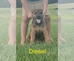 Small #2 Doberman Pinscher-Mastiff Mix